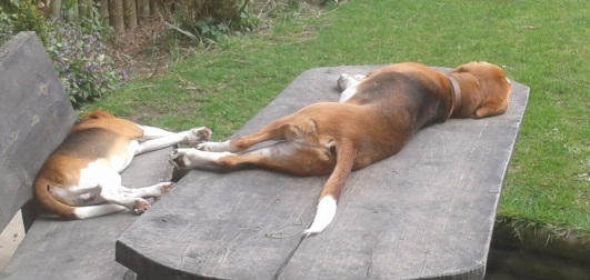 Sleeping Beagles